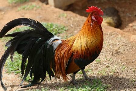 Rooster Behavior in Your Backyard Flock