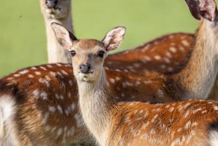 The Most Vocal Visitor: Maryland's Sika Deer