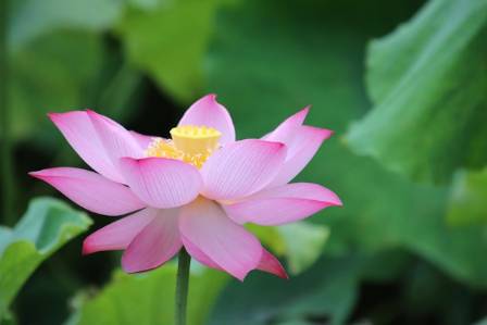 The Symbolism and Significance of the Lotus Flower