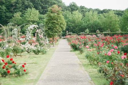 The Cottage Garden