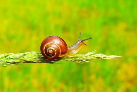 The largest known terrestrial gastropod is the giant African land snail.