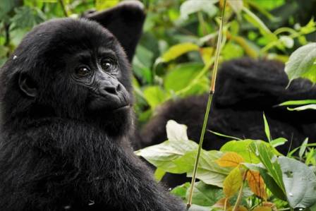 Top 10 Fascinating Facts About Mountain Gorillas & Conservation Efforts