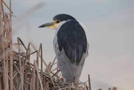 Meet the black-crowned night heron