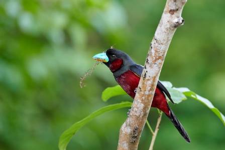 A Broadbill for Christmas