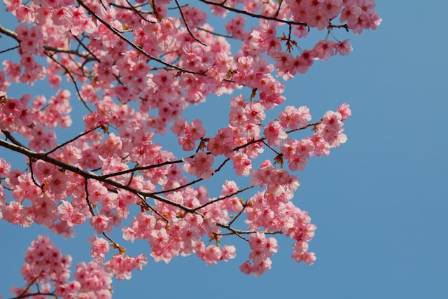 Facts on the Peach Blossom Flower