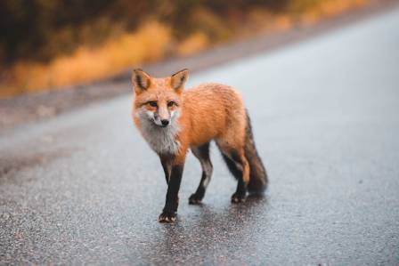 Inside the World of the Red Fox