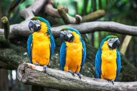 The Intelligent and Colorful Birds of the World