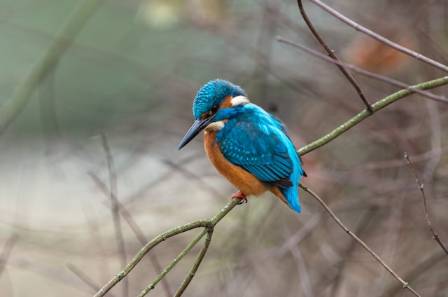 The Coolest Kingfishers from Six Continents