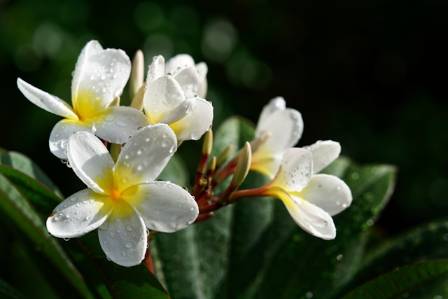 Guidelines for Cultivating Fragrant Tropical Frangipani Trees