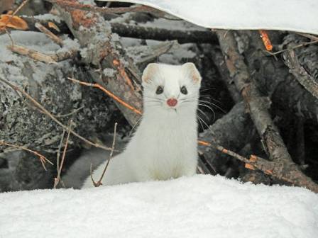 Stoats: New Zealand’s Stealthy Threat to Native Birds