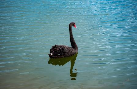 The Black Swan