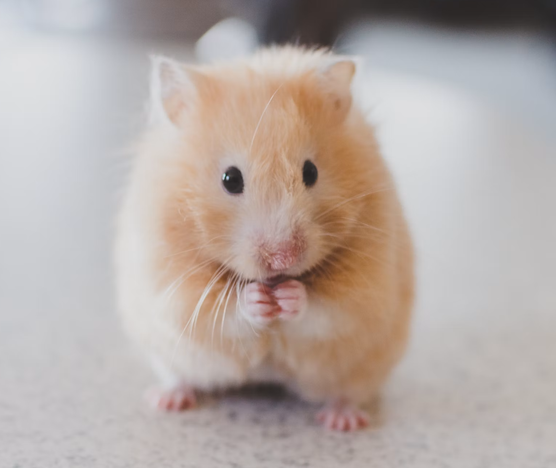 The Ultimate Safe & Unsafe Food Guide Every Hamster Owner Should Know