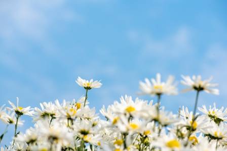The Daisy Flower: Symbolism, Origins, and Unique Varieties