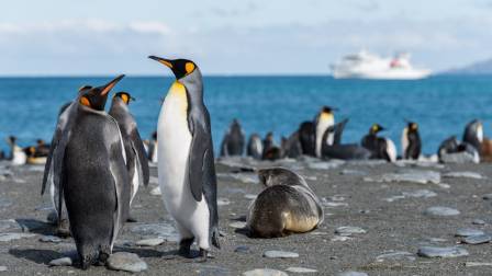 10 Fascinating Facts About Penguins