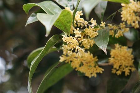Meet the Everblooming Sweet Olive