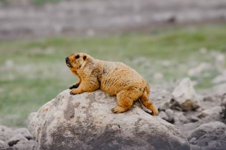 Nine things you didn’t know about marmots