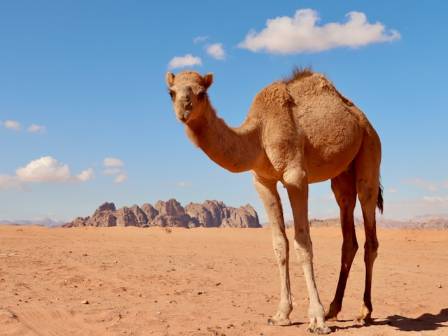 Discover fun facts about camels
