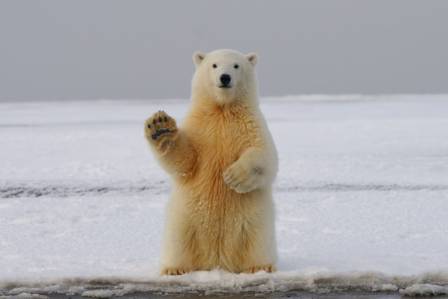 Top 10 facts about polar bears