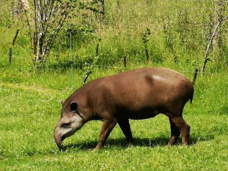 The Enigmatic Tapir of Costa Rica
